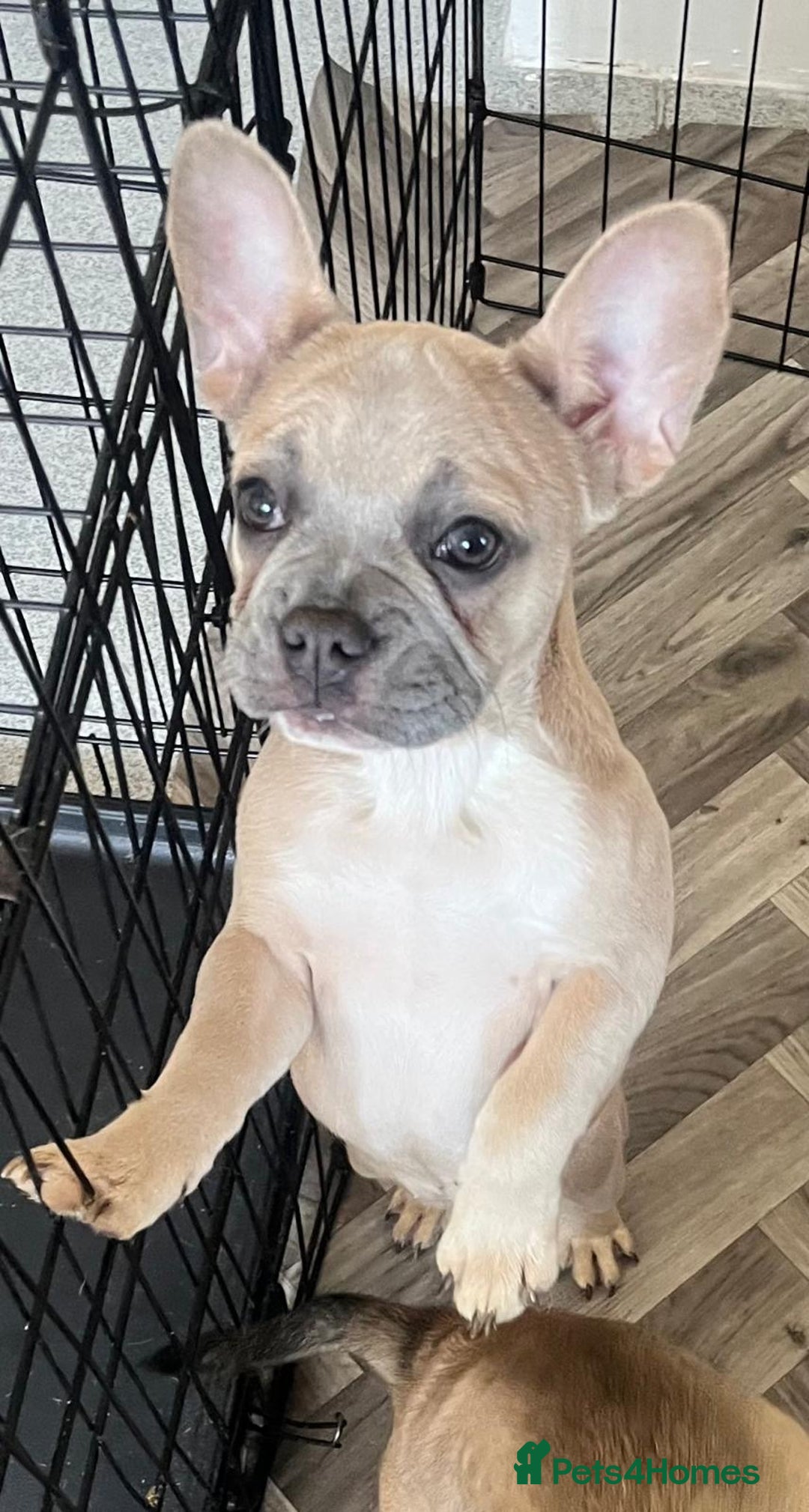 French Bulldog dogs for sale: 4 Gorgeous Frenchbulldogs ready now!  - Image 3