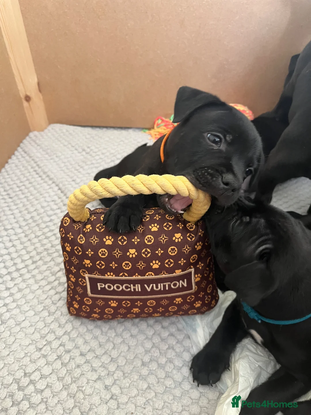Staffordshire Bull Terrier dogs for sale: Black/blue staffy pups - Advert 1