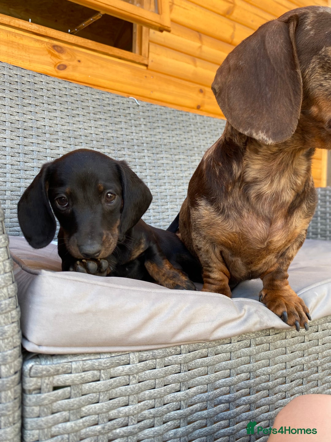 Miniature Dachshund dogs for sale: Miniature dachshunds ⭐️ 1 BOY LEFT ⭐️ - Image 7