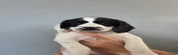 English Springer Spaniel dogs for sale: Health Tested Parents- KC Registered ESS - Advert 13