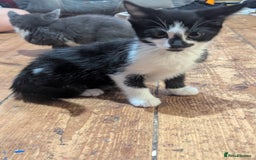 Mixed Breed cats for sale: Mixed breed kittens. Ready for homes. - Advert 6
