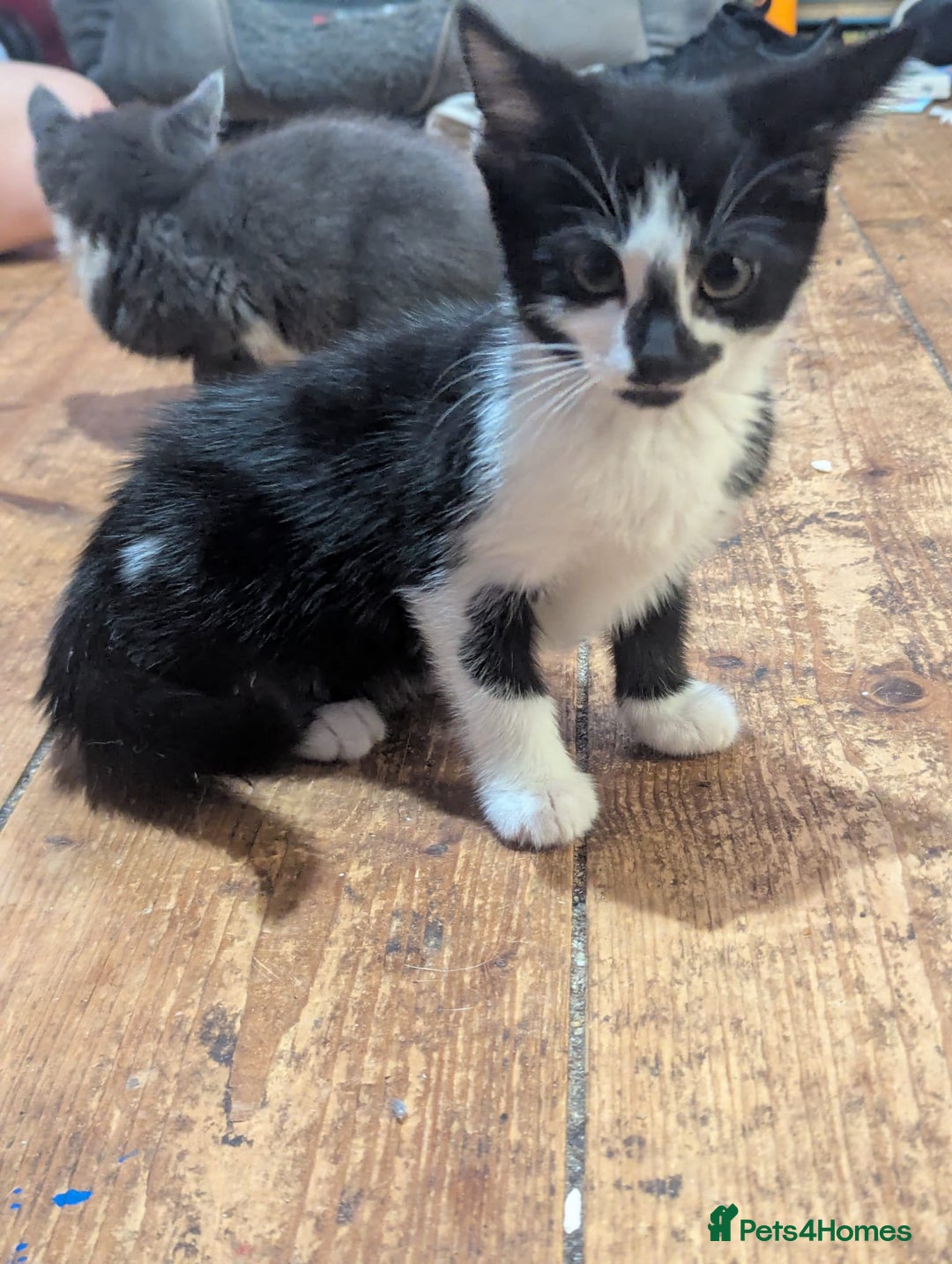 Mixed Breed cats for sale: Mixed breed kittens. Ready for homes. - Advert 6