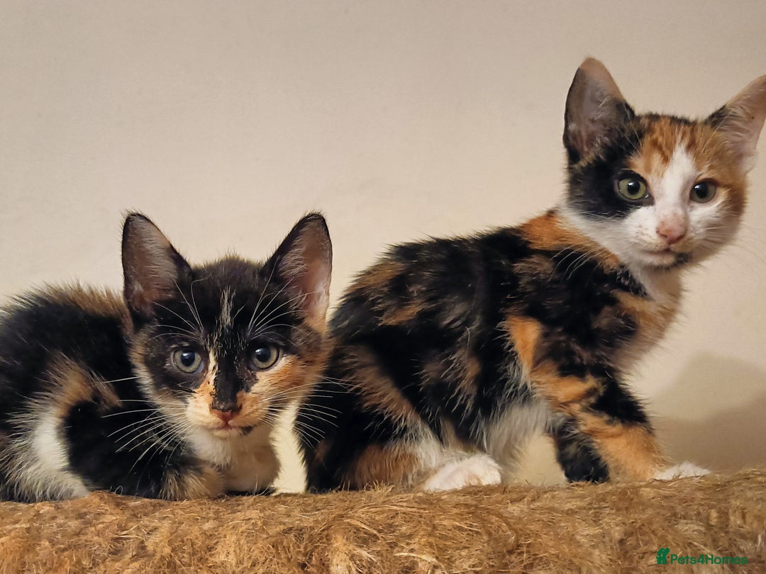 Bengal cats for sale: 🏆Families RARE Bengal X F5 Asian Leopard kittens  - Image 2
