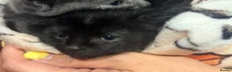 Mixed Breed cats for sale: Beautiful black kitten available  - Advert 4