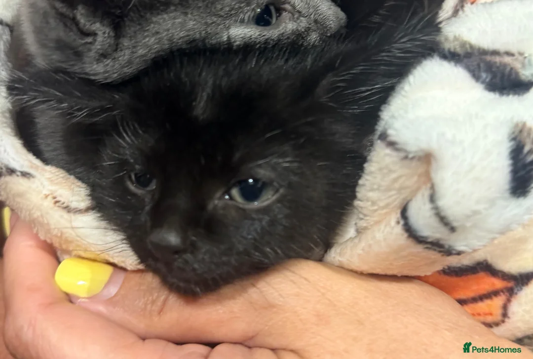 Mixed Breed cats for sale: Beautiful black kitten available  - Advert 4