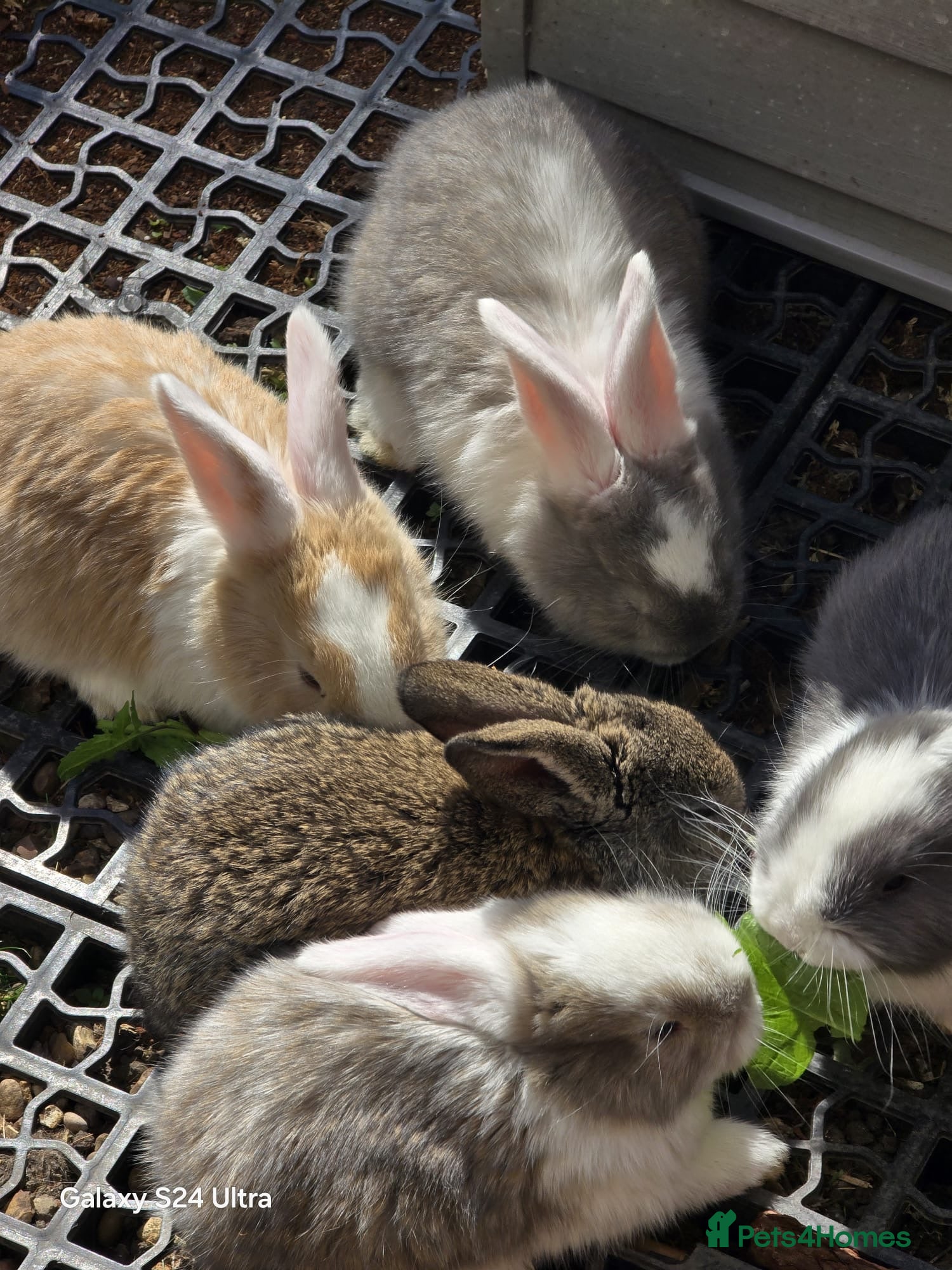 Continental Giant rabbits Baby’s giants  - Advert 7
