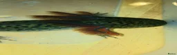 Axolotl reptiles for sale: Wild type juvenile axolts in Cardiff - Advert 1
