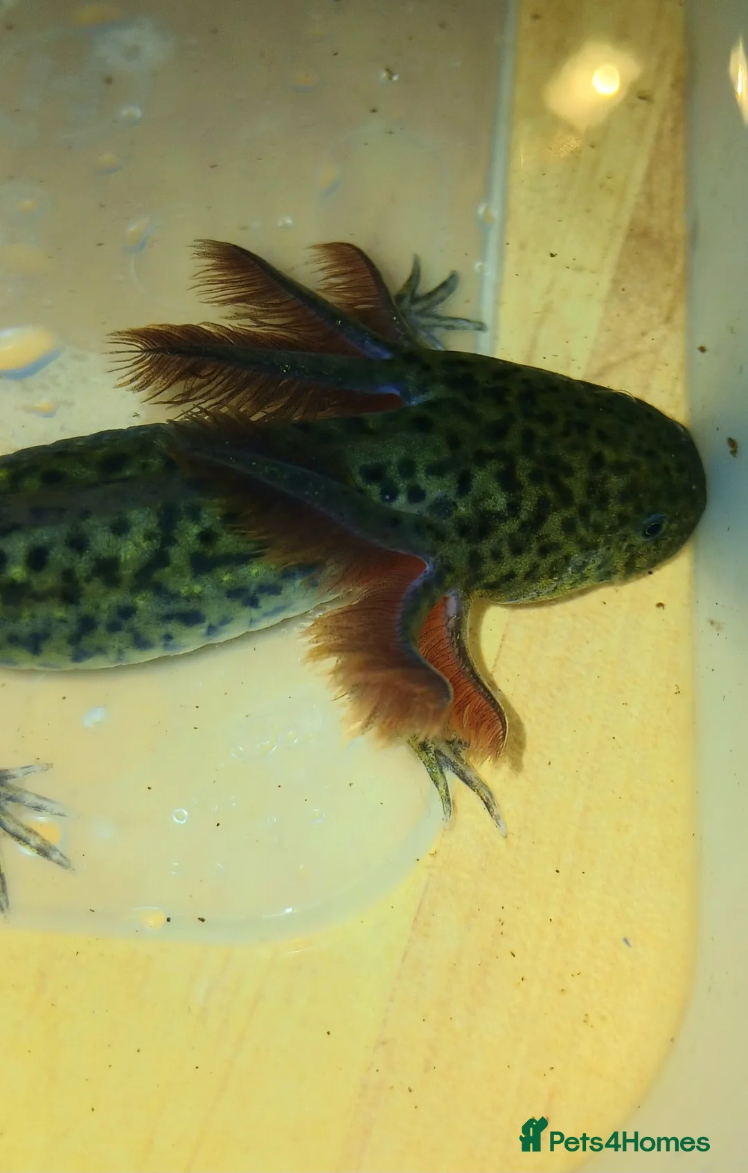 Axolotl reptiles for sale: Wild type juvenile axolts in Cardiff - Advert 1