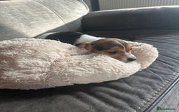 Jack Russell dogs for sale: Jack Russell pups  - Image 17