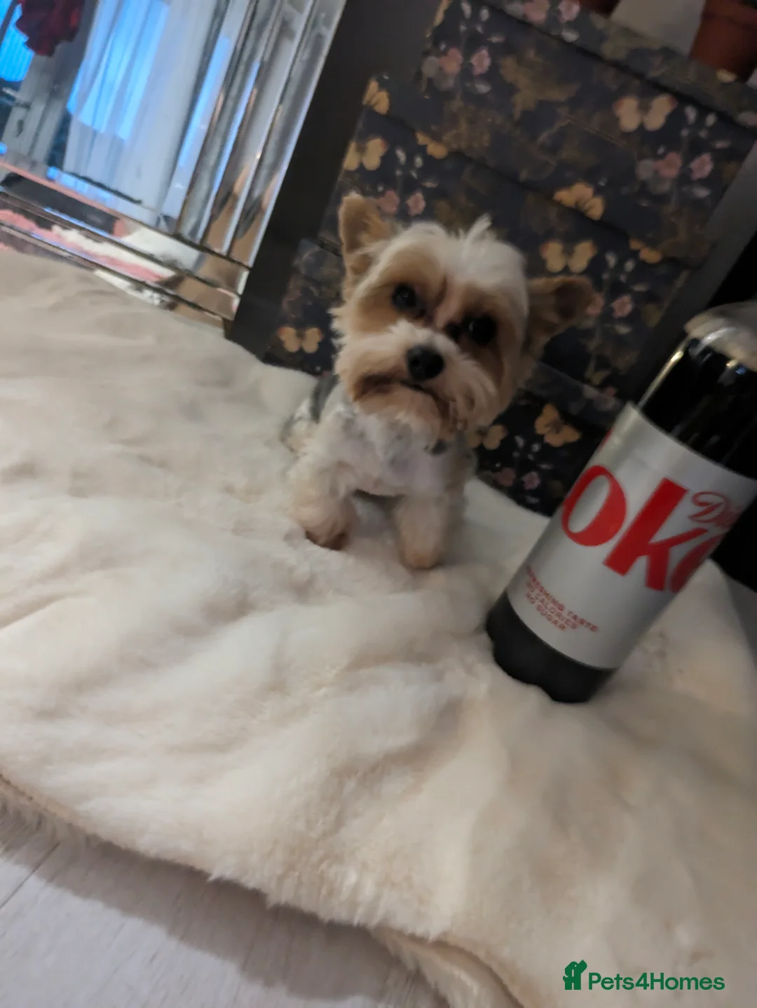 Biewer Terrier dogs for stud: Tiny Biewer terrier for stud duties in Watford - Advert 1