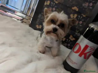 Biewer Terrier dogs Tiny Biewer terrier for stud duties in Watford - Advert 1