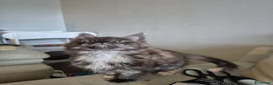 Maine Coon Kitten 5