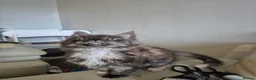 Maine Coon cats for sale: Tica registered maine coon kittens  - Advert 13