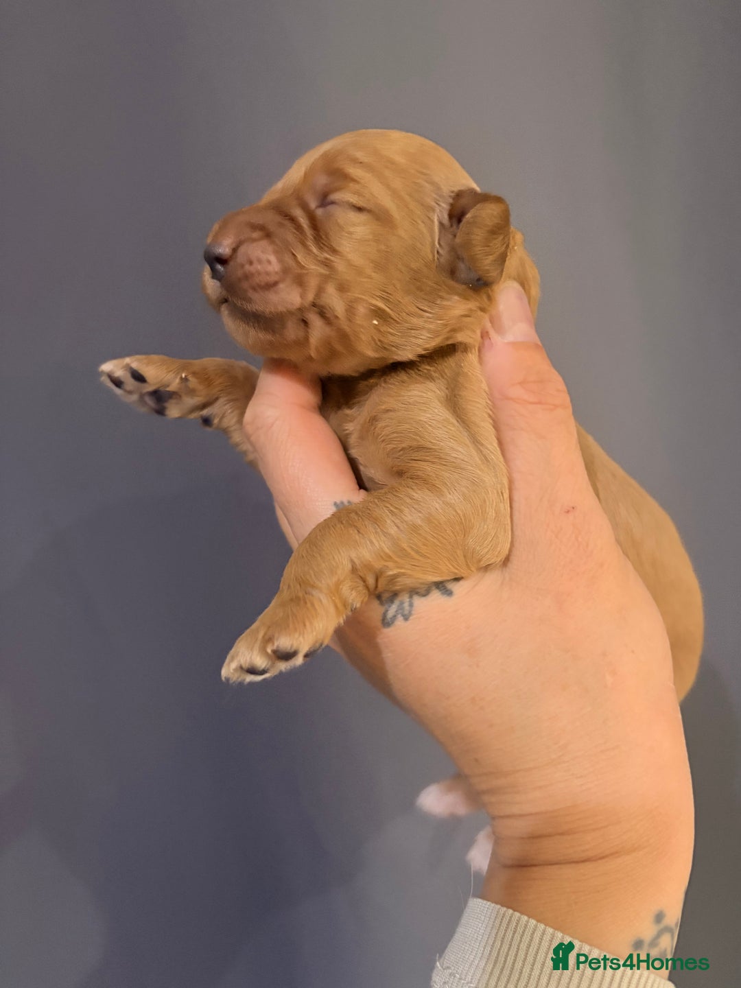 Goldendoodle dogs for sale: Superb litter of Mini Goldendoodle puppies  - Image 22
