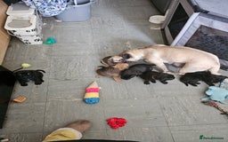 Mixed Breed dogs for sale: Reduced to 400 - Image 11