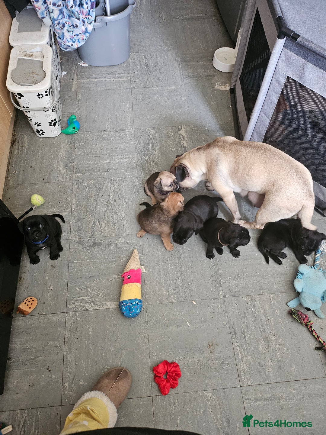 Mixed Breed dogs for sale: Reduced to 400 - Image 11