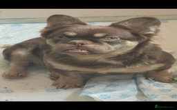 French Bulldog dogs for sale: Velvet fluffy isabella merle pink in Liverpool - Image 4