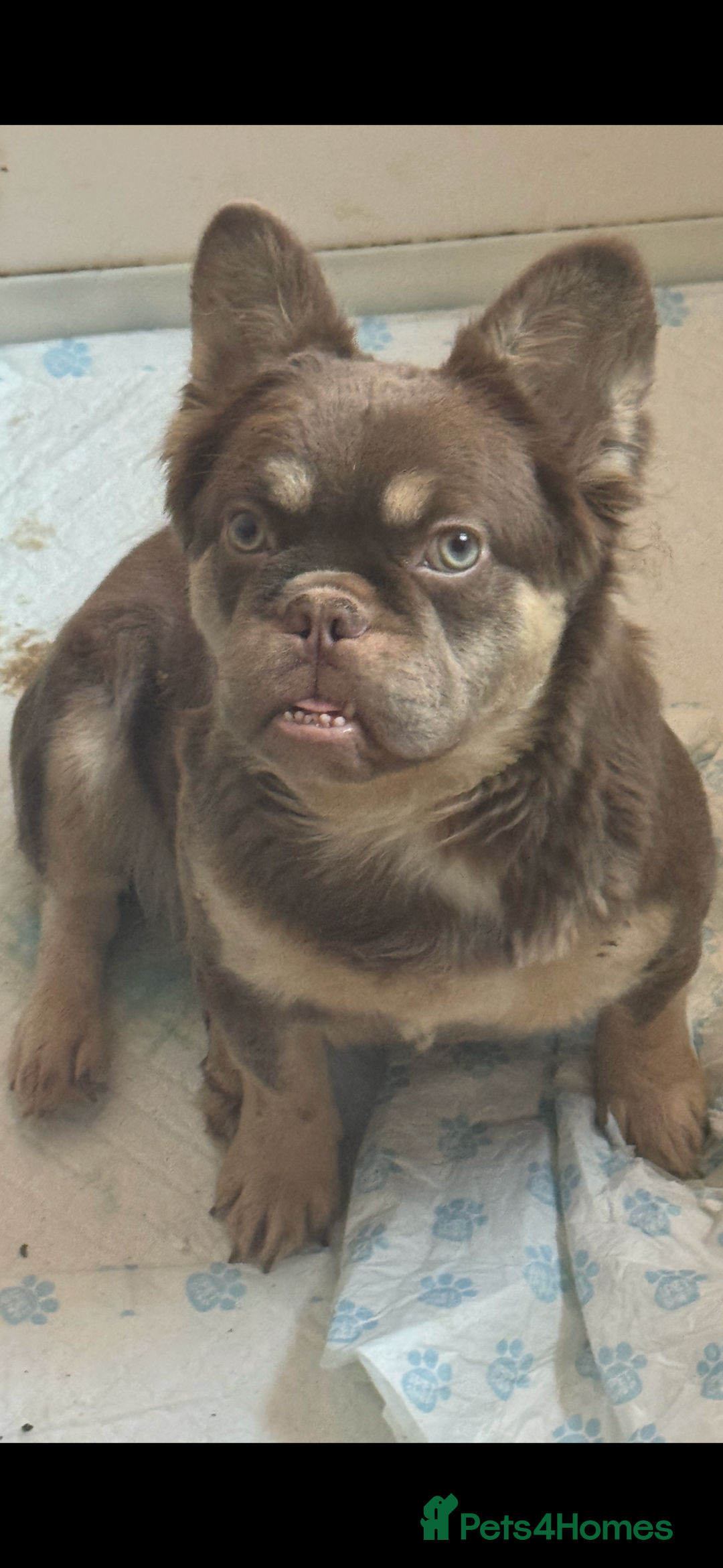 French Bulldog dogs for sale: Velvet fluffy isabella merle pink in Liverpool - Image 4