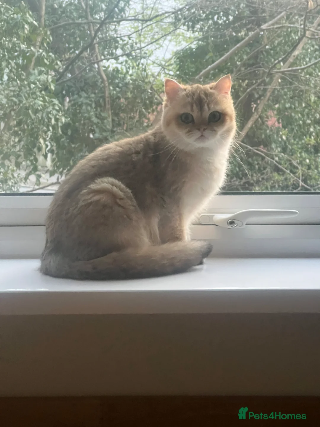 British Shorthair cats for sale: Tica Reg ACTIVE bsh Female - Advert 4