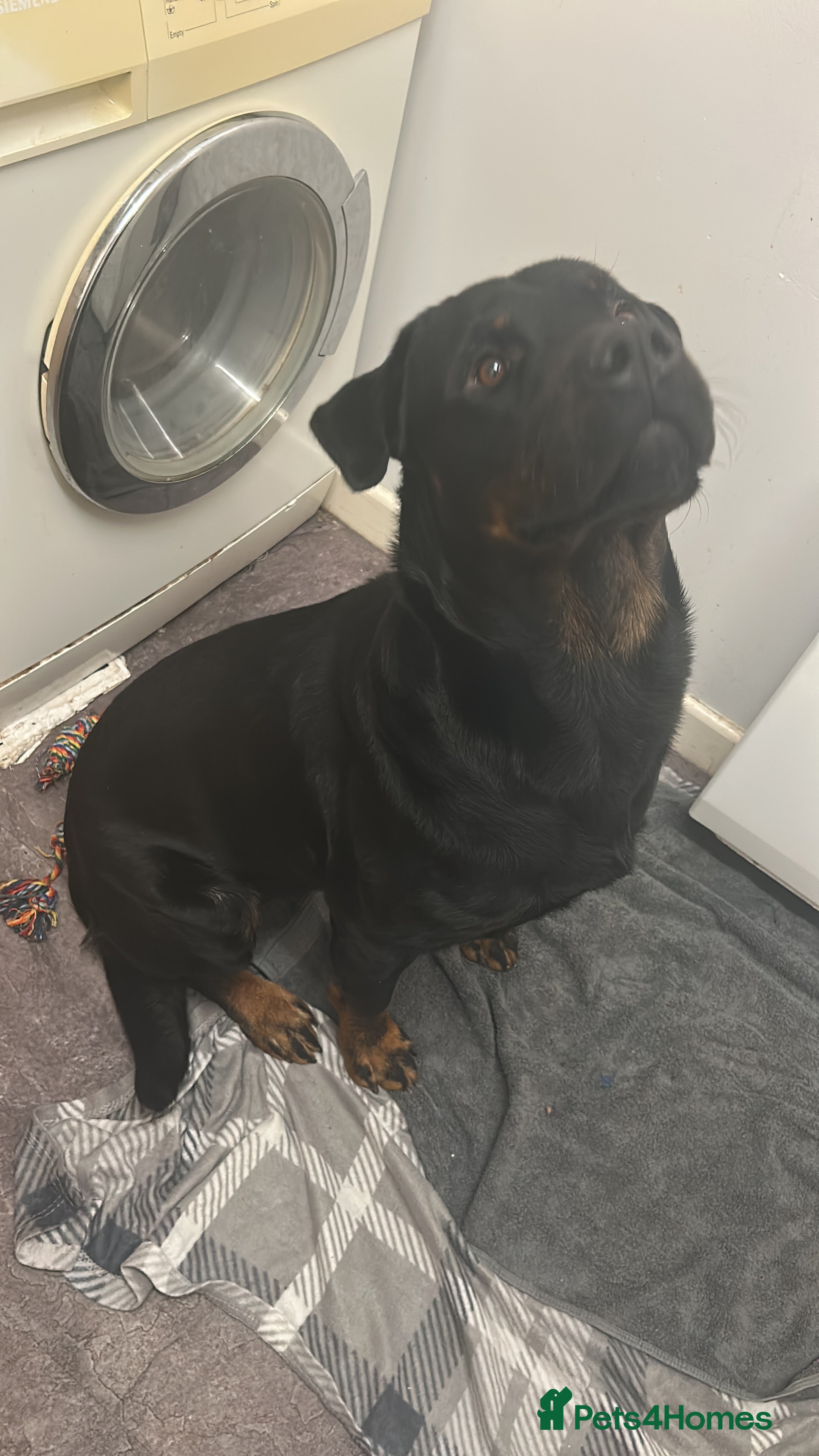 Rottweiler dogs Dexter - Advert 4