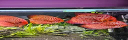 Discus fish for sale: Discus fish x 6 - Advert 5