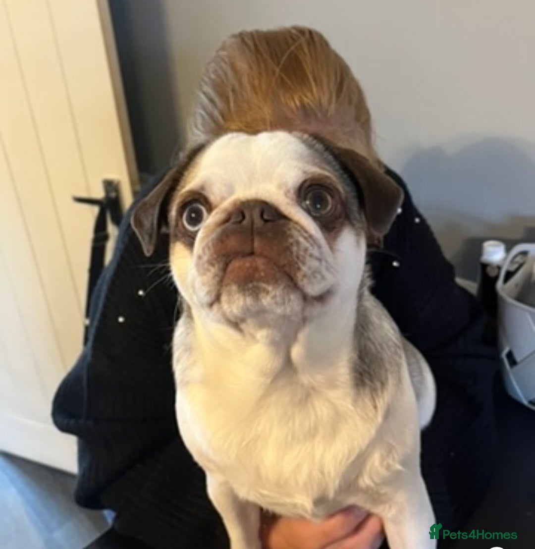 Pug dogs for sale: 4 year old panda pug  - Advert 5
