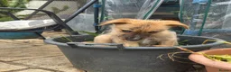 Lurcher dogs for sale: Lurcher  - Advert 9