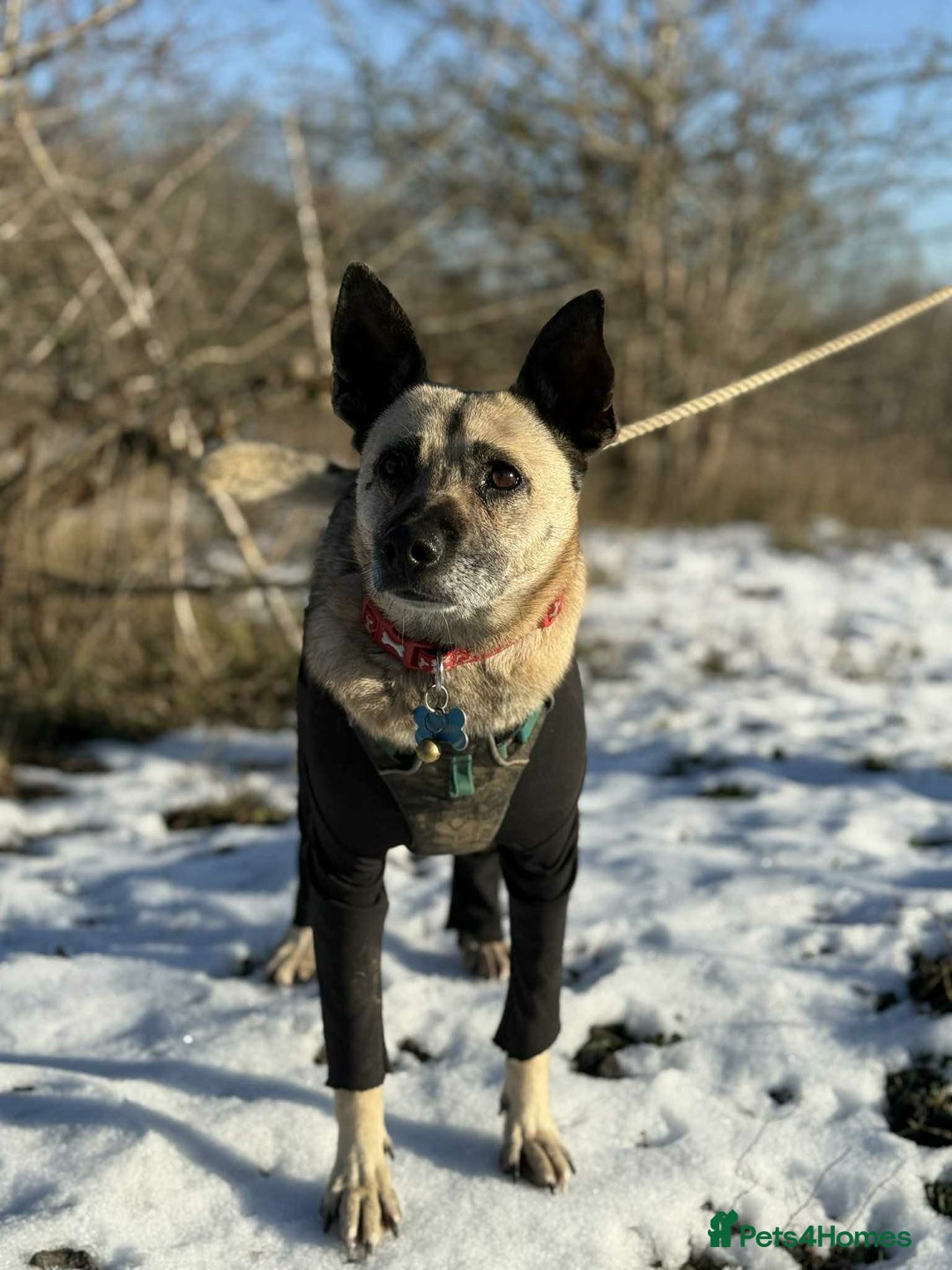 Mixed Breed dogs for adoption: DOLCE - Advert 8