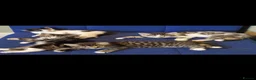 Mixed Breed cats for sale: 🩷 Tabby Kittens 🩷 - Advert 2