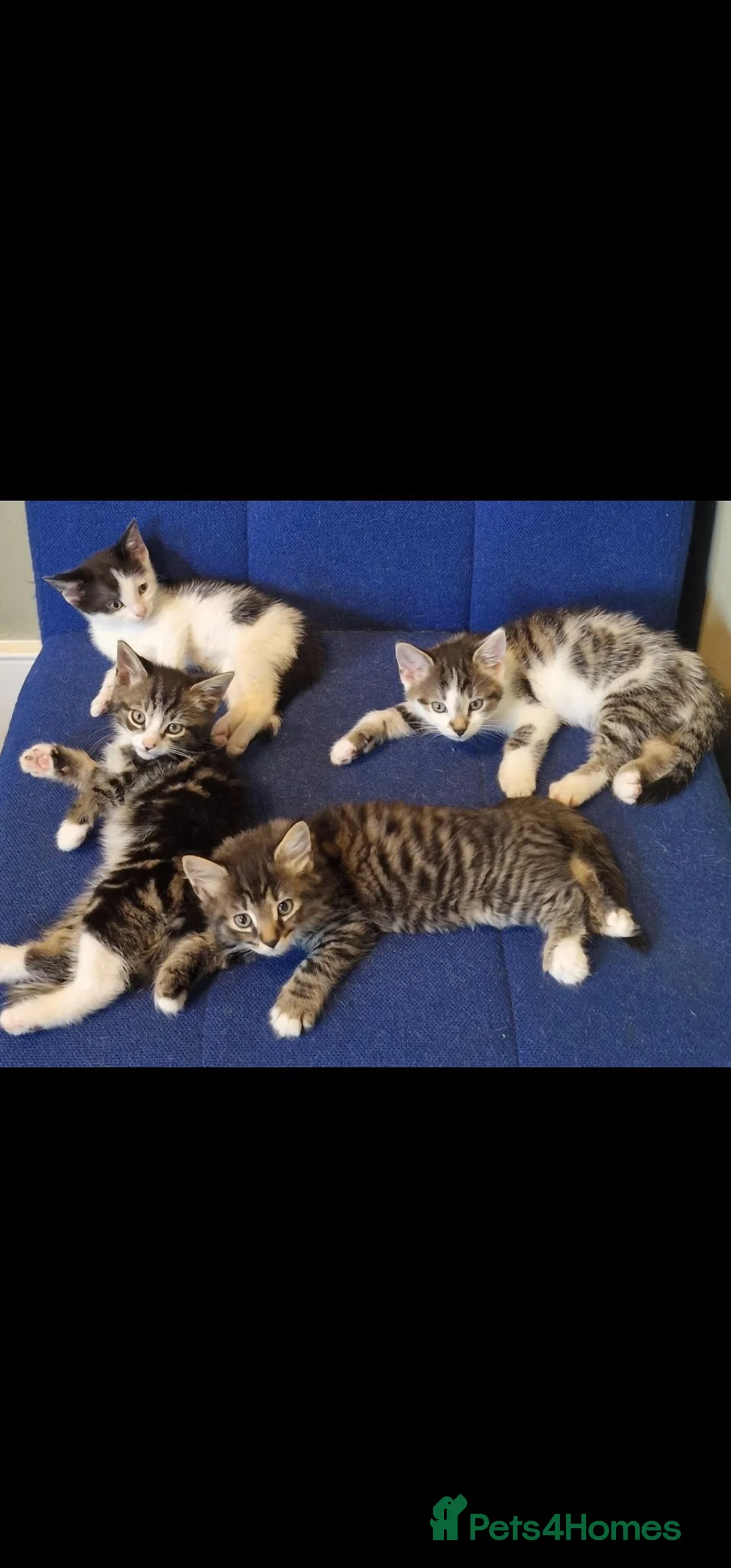 Mixed Breed cats for sale: 🩷 Tabby Kittens 🩷 - Advert 2