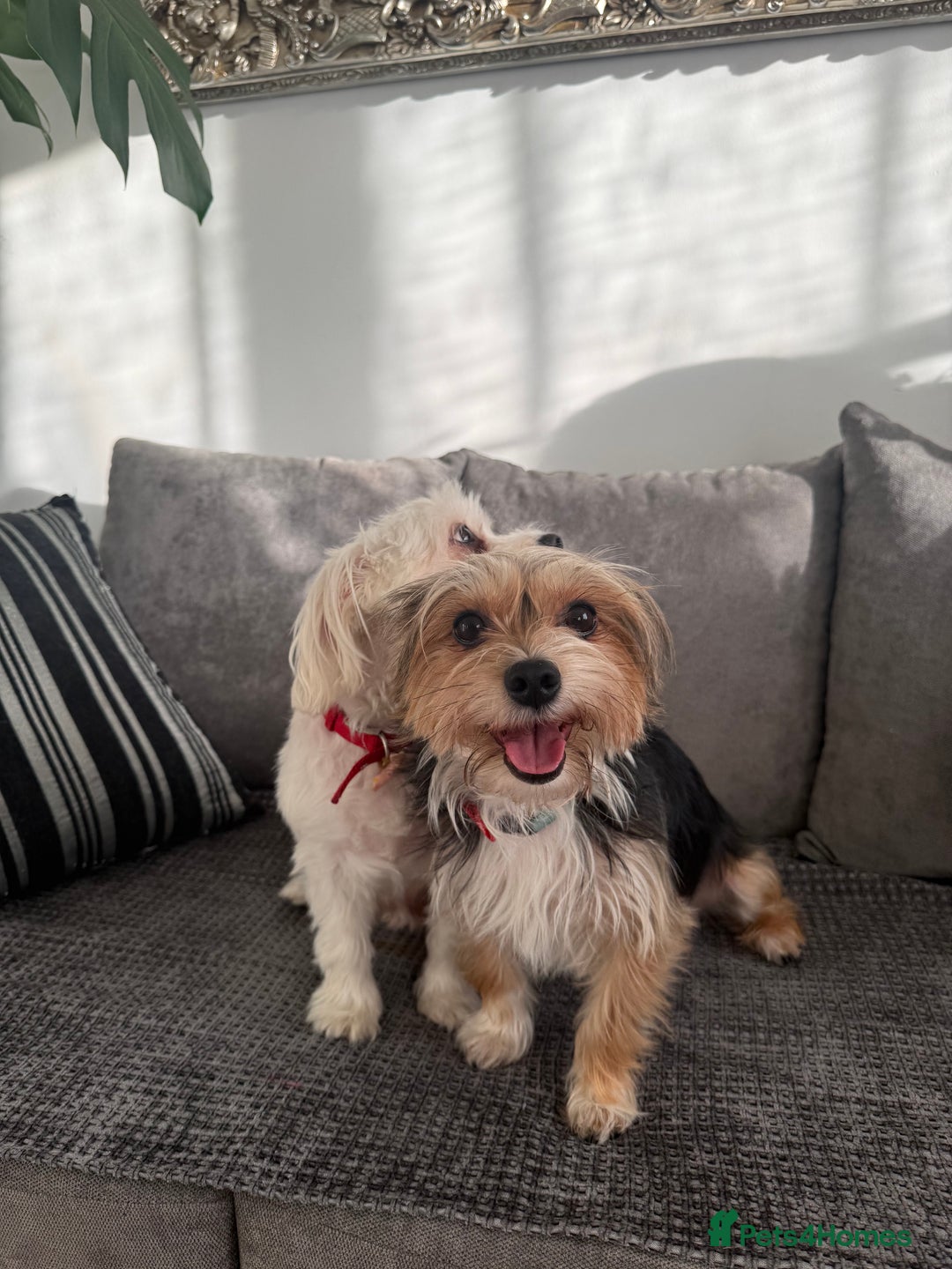 Morkie dogs for sale: Beige morkie  - Advert 8