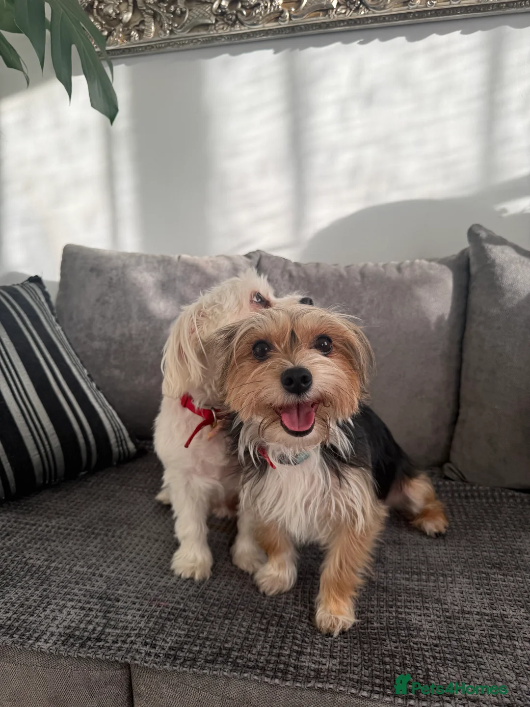 Morkie dogs for sale: Beige morkie  - Advert 8