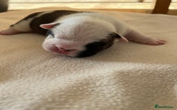 English Bulldog dogs for sale: English bulldogs - Advert 13