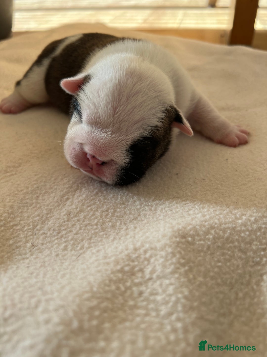 English Bulldog dogs for sale: English bulldogs - Advert 13