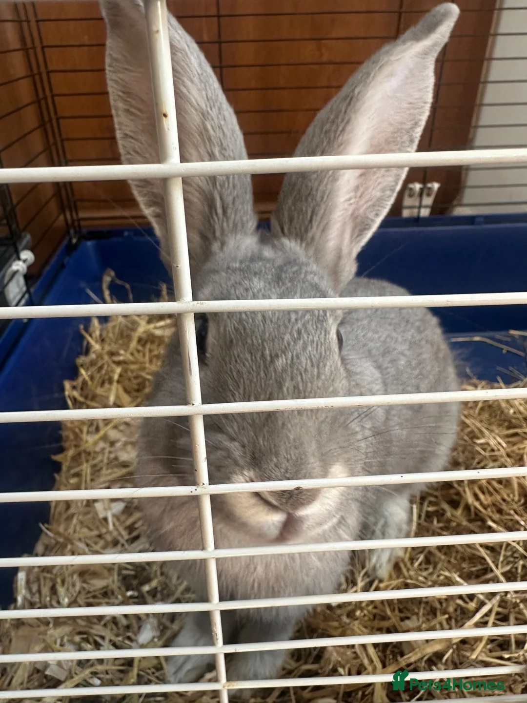 Continental Giant rabbits for sale: Male and female continental giants - Advert 4