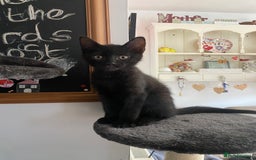 Mixed Breed cats for sale: Black & White kittens - Image 4
