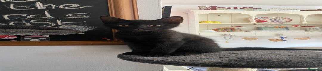 Mixed Breed Kitten 3