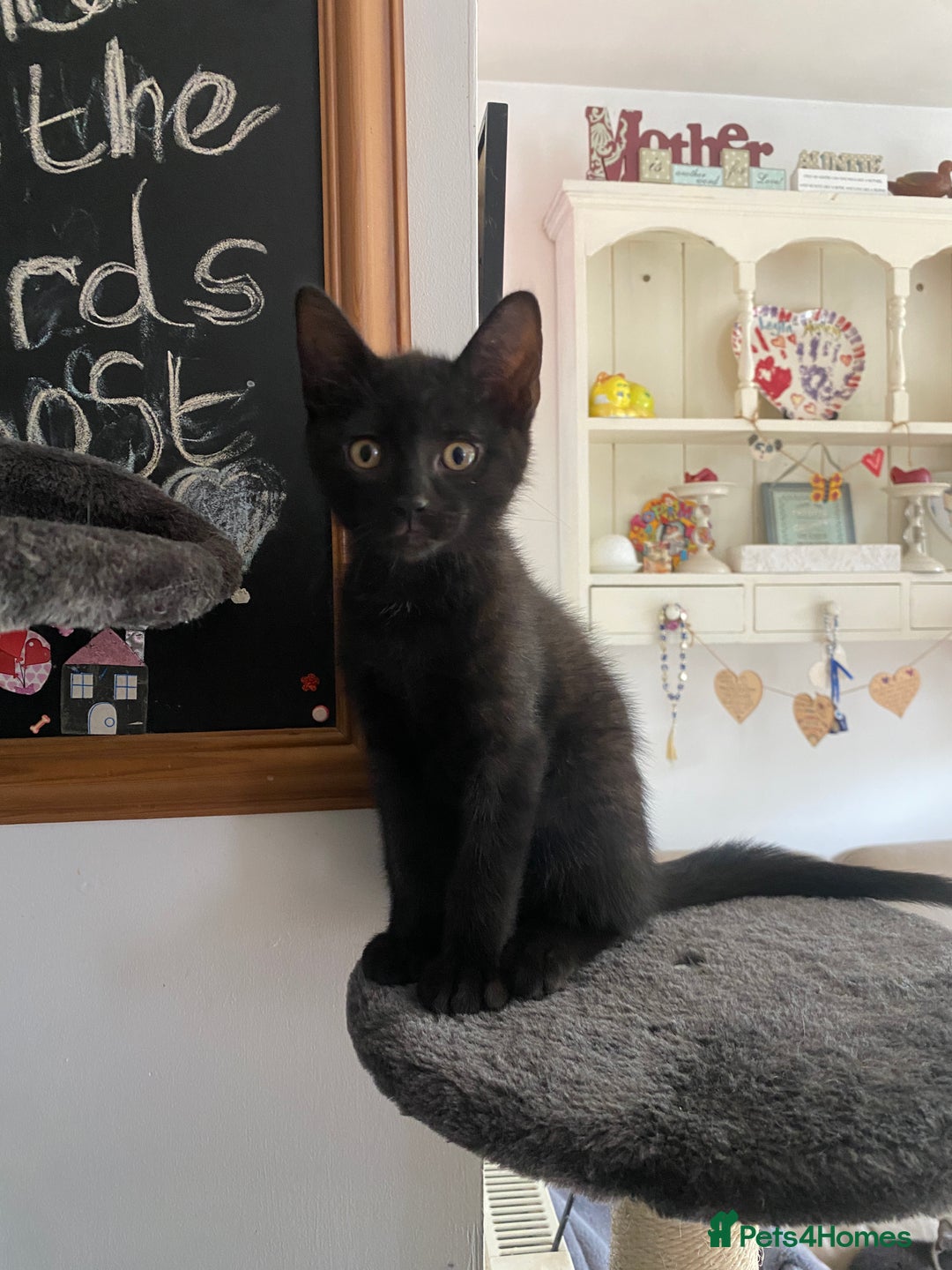 Mixed Breed cats for sale: Black & White kittens - Image 4