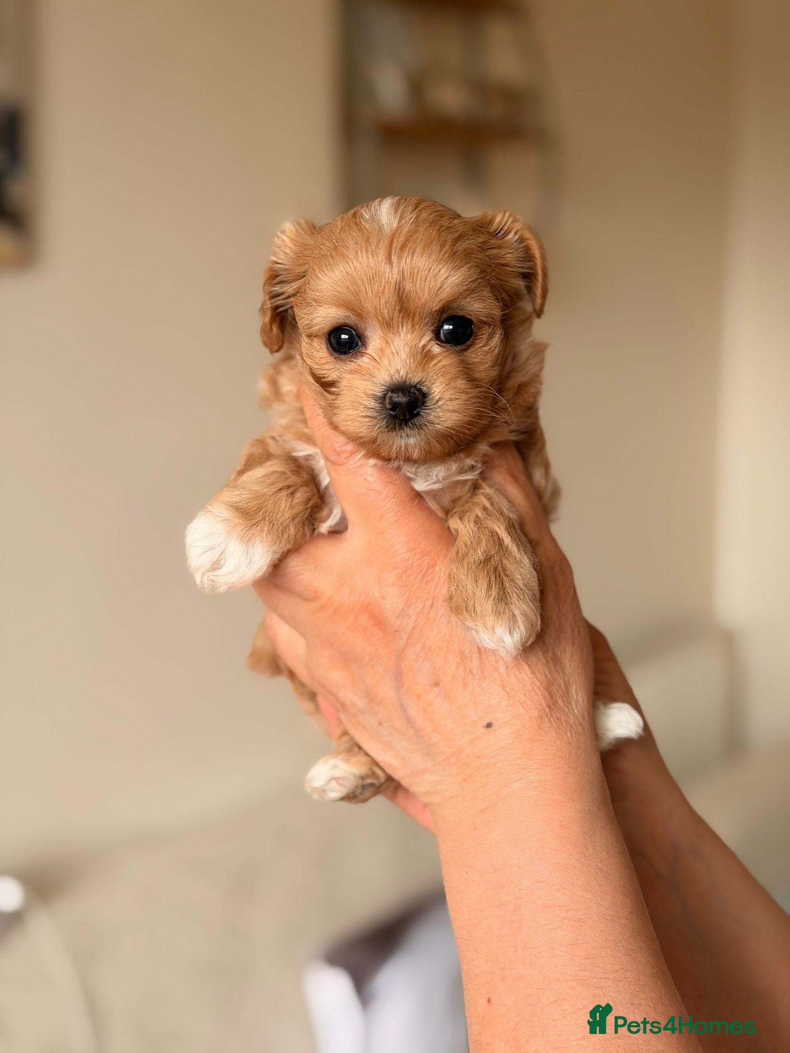 Maltipoo dogs for sale: Beautiful maltipoo puppies ready for loving homes! in London - Advert 12