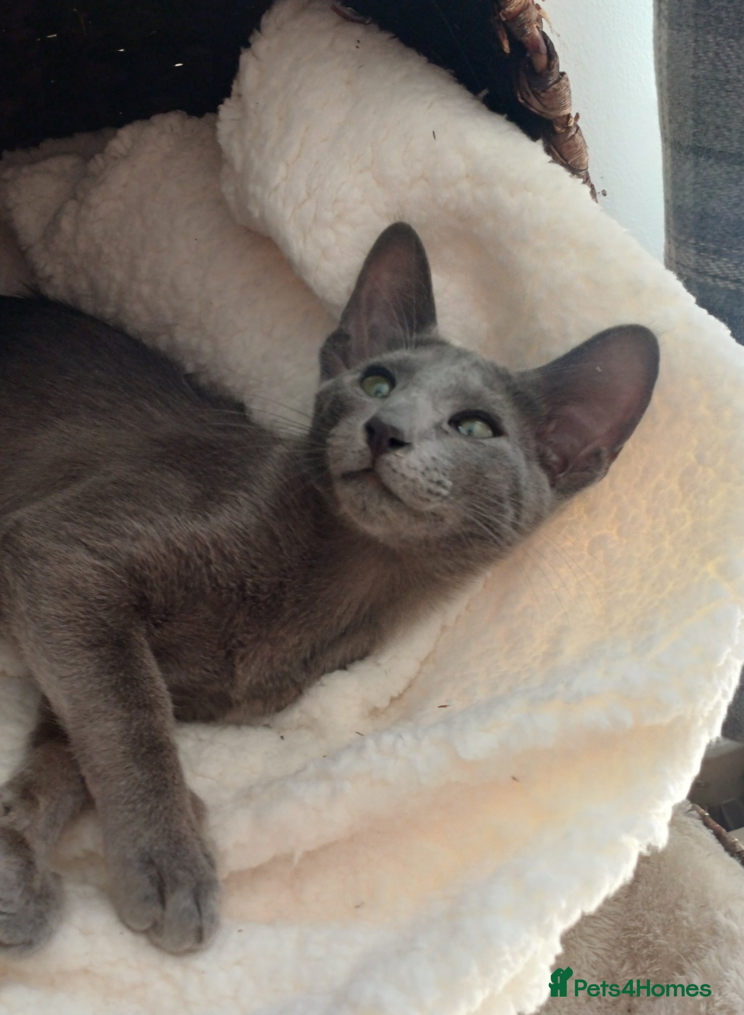 Oriental cats Blue oriental kitten 😸 fully Vaccinated  - Advert 16
