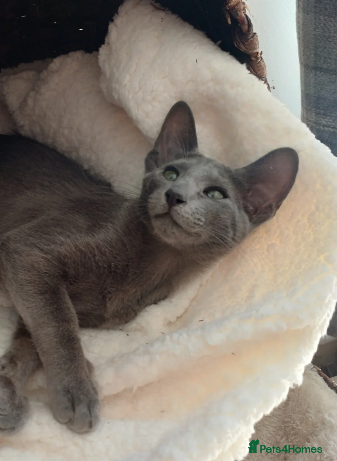 Oriental cats for sale: Blue oriental kitten  - Advert 2