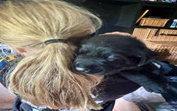 Labrador Retriever dogs for sale: EXCELLENT &UNIQUE LAB PUPPIES AV 12 NOV £1450 - Image 13