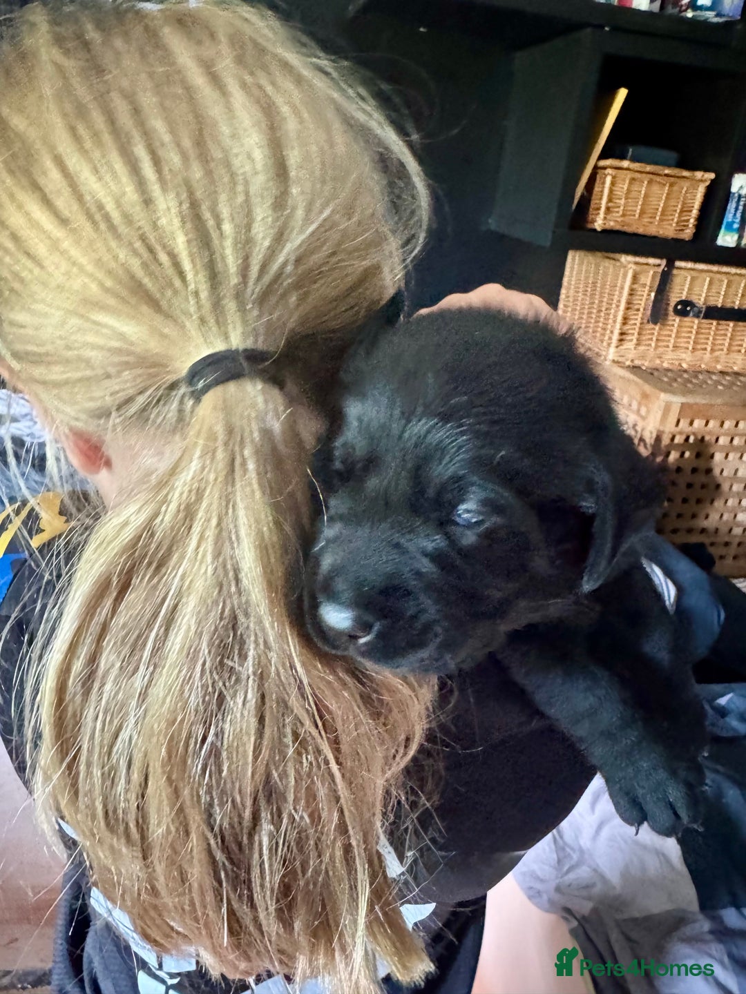 Labrador Retriever dogs for sale: EXCELLENT &UNIQUE LAB PUPPIES AV 12 NOV £1450 - Image 13