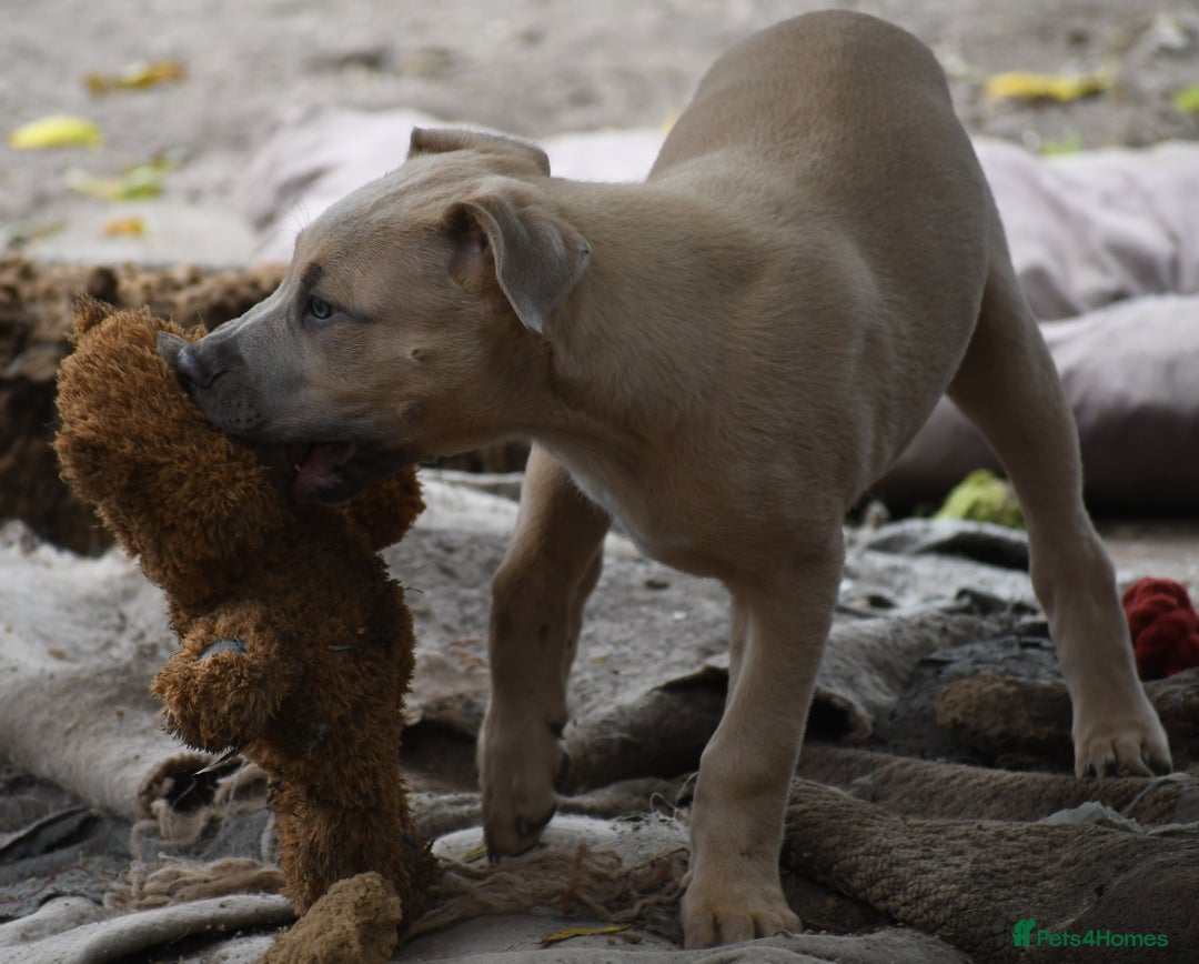 Mixed Breed dogs for sale: Mixed Breed w/Lurcher Mix Puppies ready for a home - Image 15