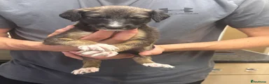 Saluki 7