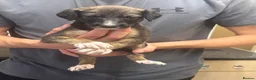 Saluki dogs for sale: Saluki pups  - Advert 1