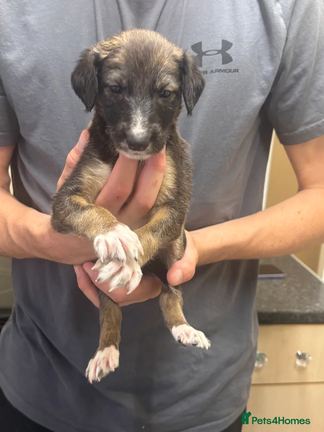 Saluki dogs for sale: Saluki pups  - Advert 1