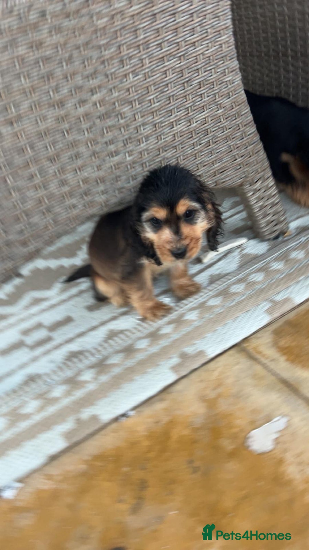 Cocker Spaniel dogs for sale: Show type cocker spaniel puppy’s.  - Advert 5