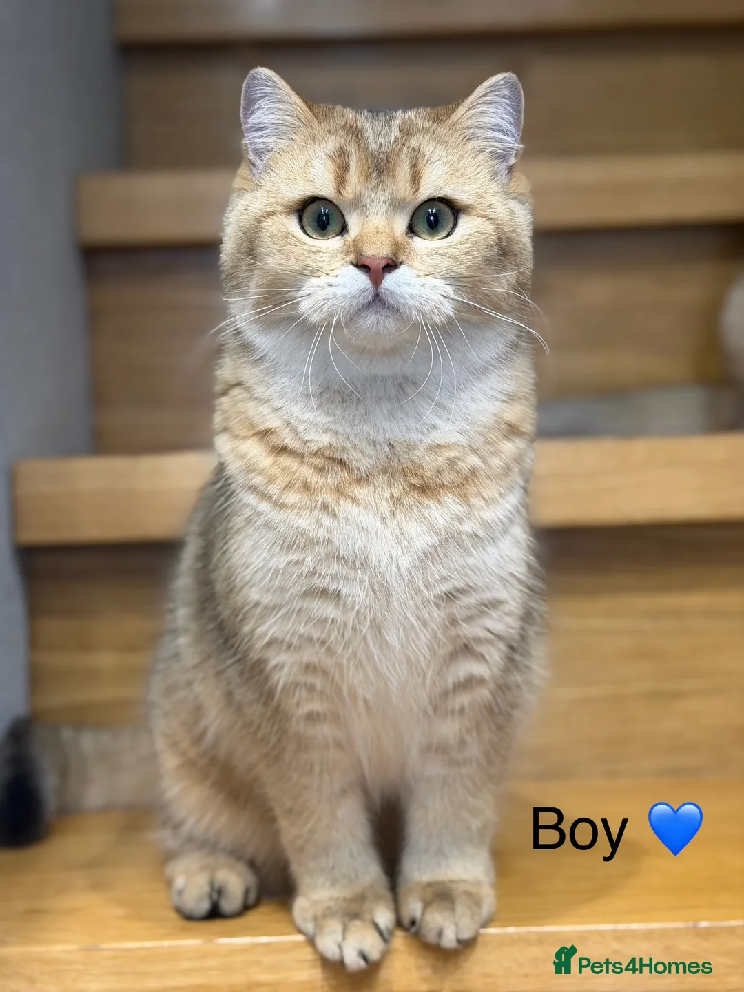 Scottish Fold cats for sale: TICA Active Golden Scottish Fold/ Straight boys - Advert 4