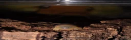 Isopods invertebrates for sale: Cubaris sp. RUBBER DUCKY - Advert 1
